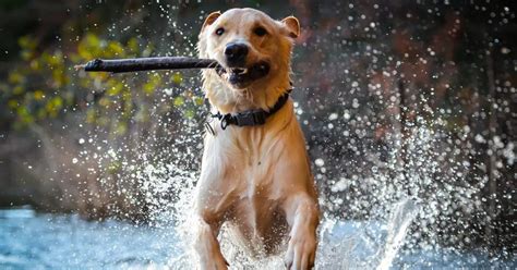 8 Best Dog Water Parks In North Carolina - Addicted to Vacation