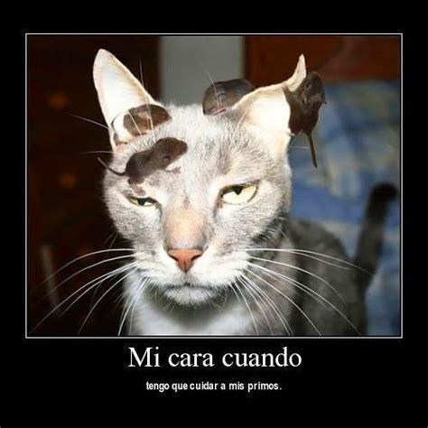 45 imágenes de Gatos y perros con frases chistosas y divertidas | Hoy ...