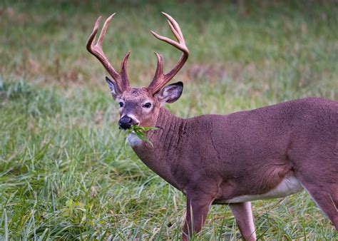 Deer Feeding Times, Figuring Out Whitetail Eating Habits