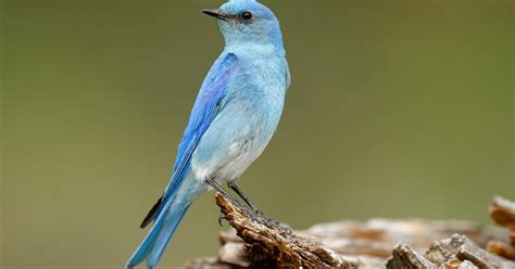 What is the State Bird of Nevada? (And Why?) | Birdfact