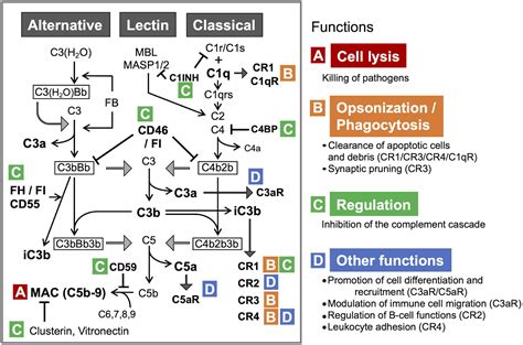 Frontiers | Interaction Between the Complement System and Infectious Agents – A Potential ...