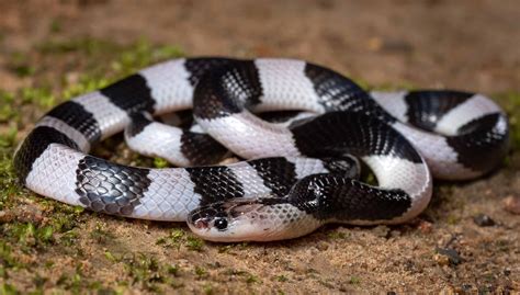 Krait Pictures - AZ Animals