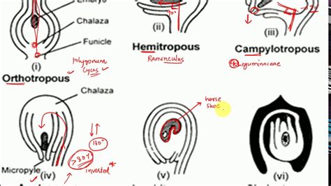 L11: Types of Ovules- Anatropous, orthotropous, amphitropous ...