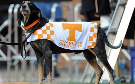 51 best Live Mascots: Smokey of Tennessee images on Pinterest ...