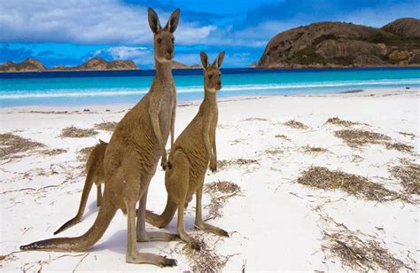 A Guide to Kangaroo Island's Stunning Natural Beauty