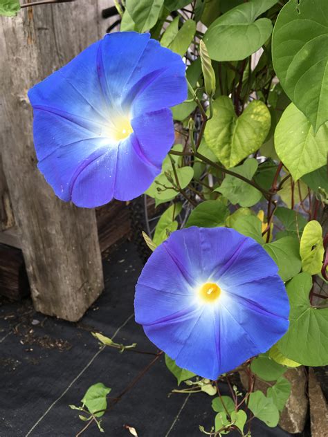 IPOMOEA (MORNING GLORY) HEAVENLY BLUE – Horlings Plants