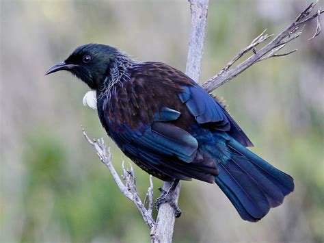 Tui - New Zealand Bird Atlas