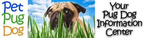 Pug Dog Breathing Problems | Panting | Information Center