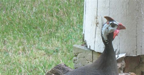 Razzberry Corner: To Catch a Wild Guinea Fowl