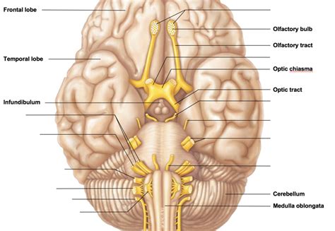 Ventral Aspect of human brain Diagram | Quizlet