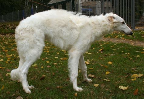 Borzoi Information - Dog Breeds at NewPetOwners