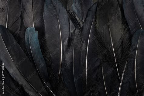 black feather texture background. Stock Photo | Adobe Stock