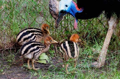 Southern Cassowary – Facts, Habitat, Diet, Pictures