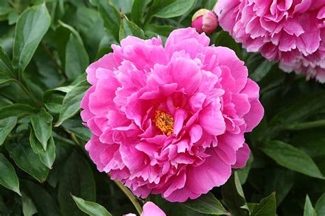 All About Peonies, 47% OFF | www.elevate.in