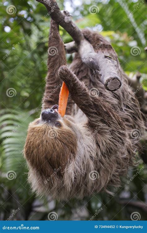 Two-toed Sloth Eating Carrot Stock Photo - Image of brown, forest: 73494452