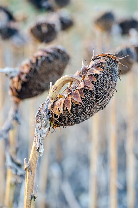 Sunflowers Fall Harvest Season - Free photo on Pixabay - Pixabay