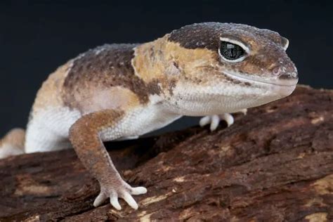 Beginner's Guide To Caring For An African Fat-Tailed Gecko - Everything Reptiles