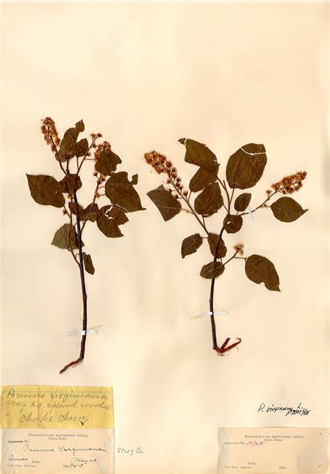 Example Herbarium Sheets | Ada Hayden Herbarium