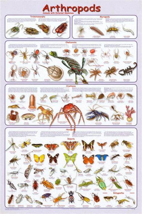 Amazon.com: (24 x 36) Arthropods Poster : Home & Kitchen