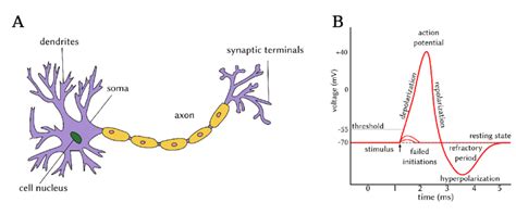 4: Morphology of neurons and the action potential. (A) Sketch of a ...