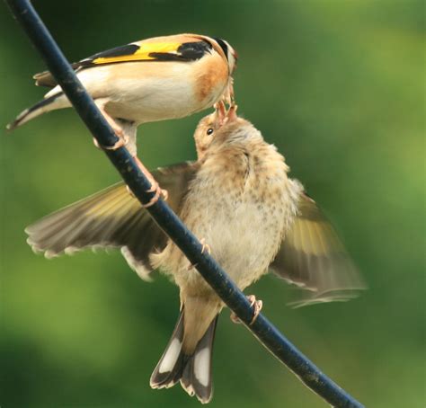 feeding time | parent goldfinch feeding its baby taken in my… | Flickr