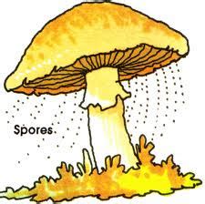 Amanita muscaria: Spore Dispersal & Spreading of the Mycelium