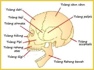 Rangka aksial & apendikular | PPT