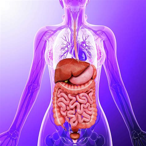 Human Internal Organs Diagram Labeled : Organs Labeled Science Orgins Emaze Organism Joshua ...