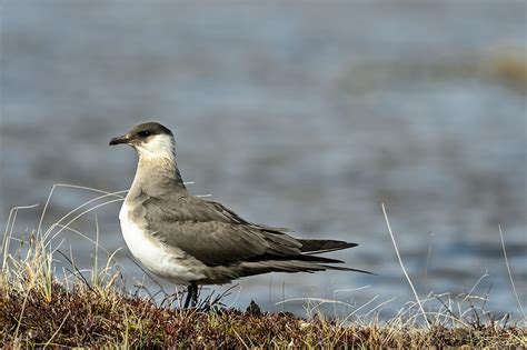 Parasitic Jaeger on the Tundra Marsh Parasitic Jaeger (Stercorarius parasiticus) Photographs of ...