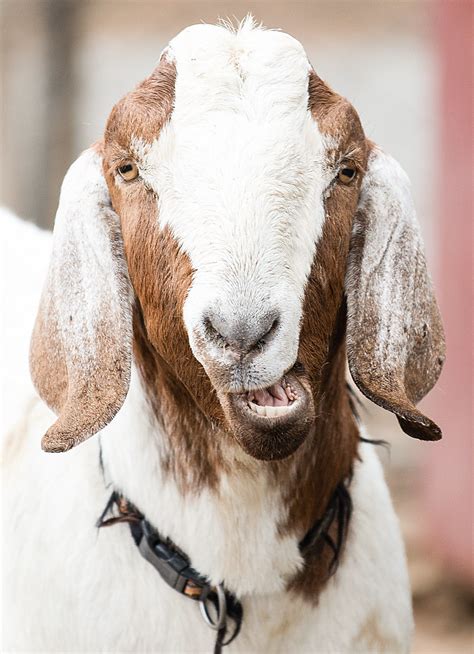 Petting Zoo Goat | A domestic goat or simply goat (Capra aeg… | Flickr