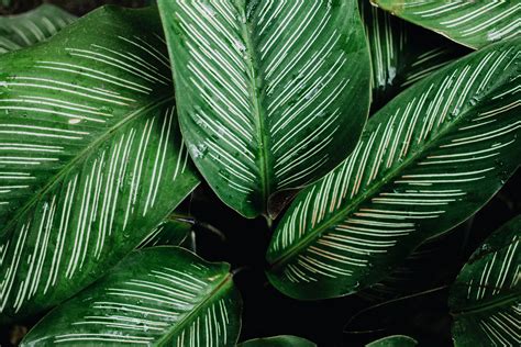 Green-leafed Plant · Free Stock Photo