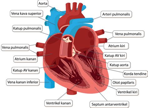 Gambarkanlah dengan rapi diagram yang menunjukkan ...