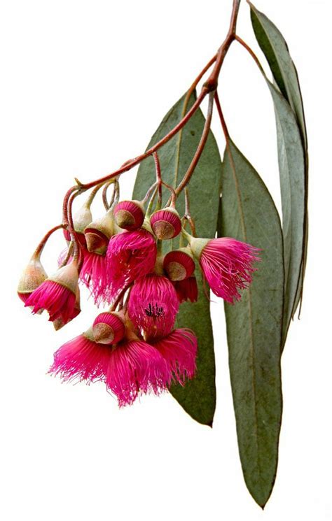 Pin on CAPSULAS CREATIVAS. | Australian flowers, Exotic flowers, Australian native flowers