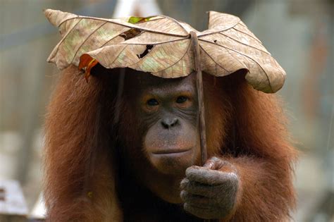 Bornean Orangutan - Malaysian Wildlife