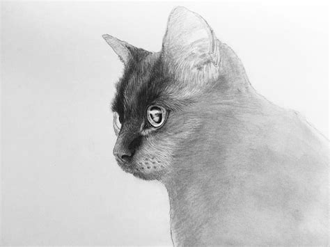 Pencil drawing - black cat on Behance