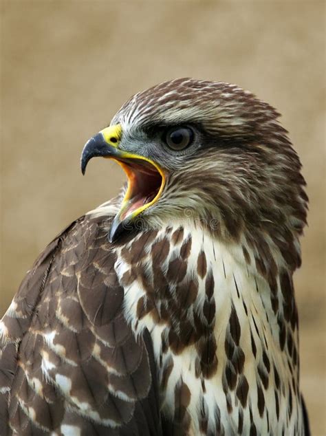 Screaming bird stock photo. Image of close, beak, eagle - 25346038