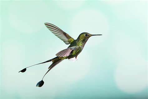 White-booted Racket-tail Hummingbird Photograph by Nicolas Reusens/science Photo Library - Fine ...