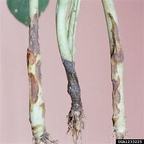 root rot/damping off (Genus Rhizoctonia)