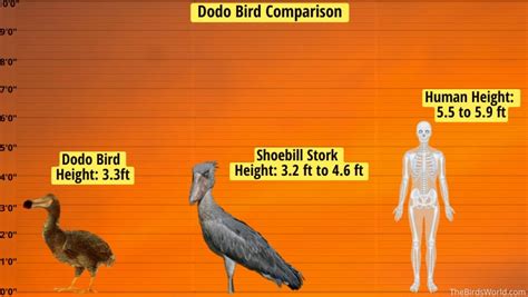 Dodo Bird Size: How Big Were They Compared To Others?