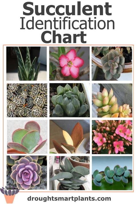 Succulent Identification Chart - find your unknown plant here ...