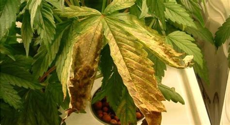 A Guide to Cannabis Seedling Diseases and How to Prevent Them