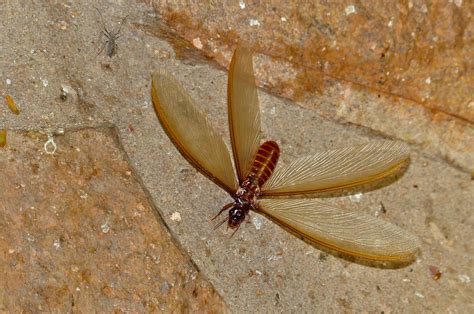 Winged Termite (= Alate) (Macrotermes mossambicus ?) | Flickr