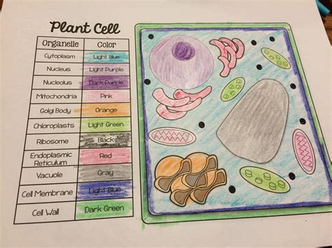 Plant Cell Coloring