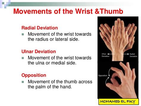 Opposition Anatomy Definition - Anatomical Charts & Posters