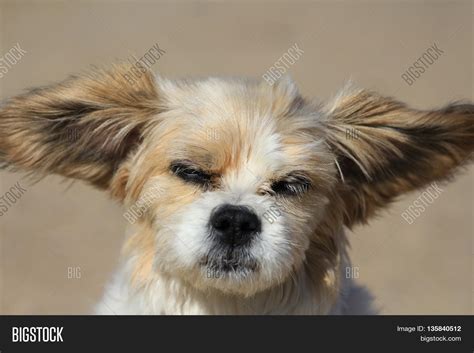 Funny Lhasa Apso Dog Image & Photo (Free Trial) | Bigstock