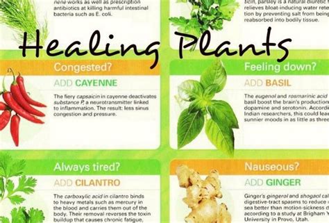 How much of this list of healing plants do you put into your food? I ...