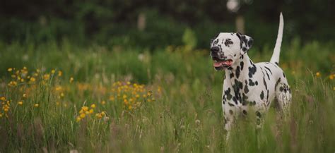 Dalmatian Adoption: Dalmatian Puppies For Sale and Adoption - Adoptapet.com