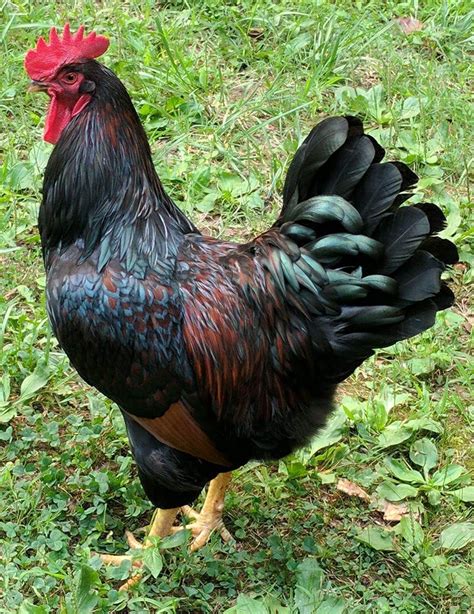 Barnevelder Rooster