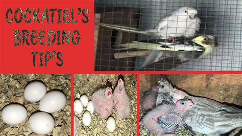 Cockatiels Breeding Tips In 2023 - YouTube