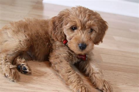 Pin by Rebecca Stapella on Can I have one?! | Puppies, Goldendoodle ...